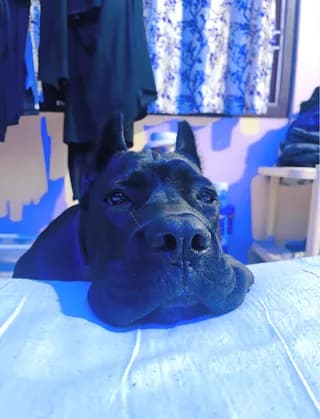 Bruno, dog