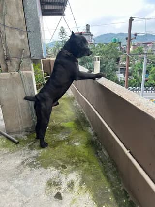 Test, dog